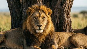 Lion Pride Under Acacia