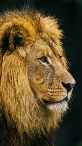 Lion Profile Portrait