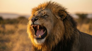 Lion Roaring Fangs