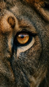 Lion's Eye