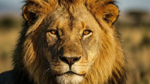 Lion's Golden Gaze
