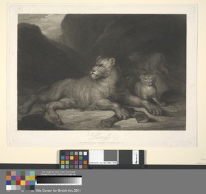 Lioness
