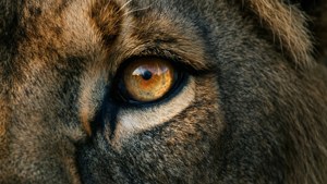 Lioness Eye