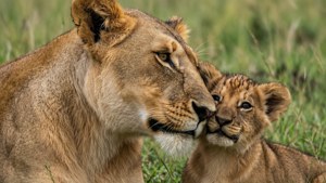 Lioness with Cubs