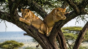 Lions in Lake Manyara