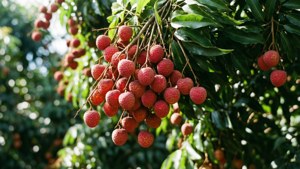 Litchi Tree Branch