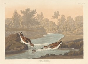 Little Sandpiper
