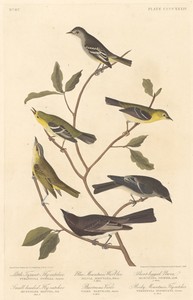 Little Tyrant Flycatcher, Small-Headed Flycatcher, Blue Mountain Warbler, Bartram's Vireo, Short-Legged Pewee, and Rocky Mountain Flycatcher