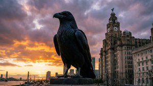 Liver Bird at Sunset