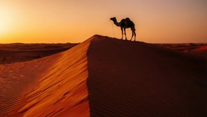 Liwa Desert Dune Camel