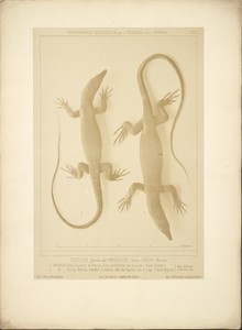 [Lizard]
