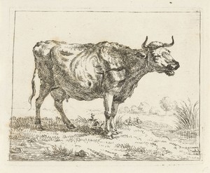 Loeiende koe aan waterkant