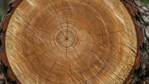 Log Cross-Section