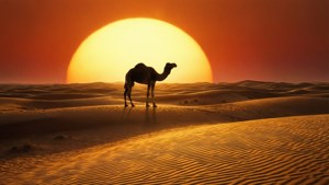 Lone Camel Sunset