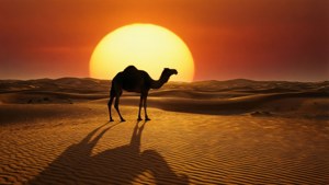 Lone Camel Sunset