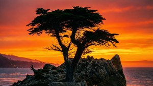 Lone Cypress Sunset