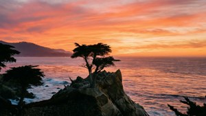 Lone Cypress Sunset