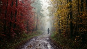 Lone Path in Fall