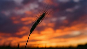Lone Stalk at Sunset