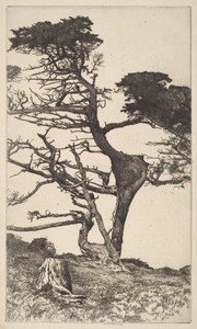 Lone Tree