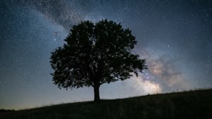 Lone Tree Milky Way
