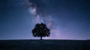 Lone Tree Night Sky