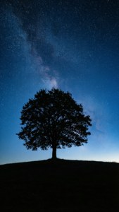 Lone Tree Night Sky