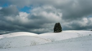 Lone Tree on Snowy Hills