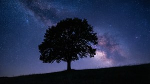 Lone Tree Starry Night