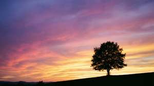 Lone Tree Sunset
