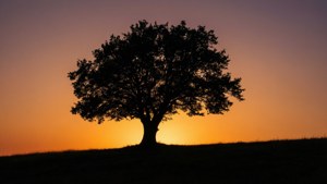 Lone Tree Sunset