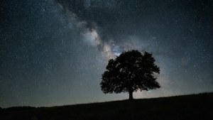 Lone Tree Under Stars
