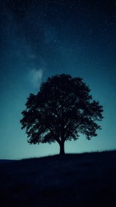 Lone Tree Under Stars