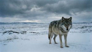 Lone Wolf Tundra