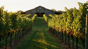 Long Island Vineyard Sunset