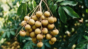 Longan Branch Bunch