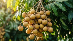 Longan Bunch on Branch