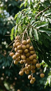Longan on the Tree