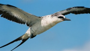 Longtail in Flight