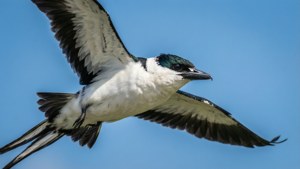 Longtail in Flight