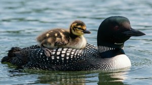 Loon Chick Back Ride