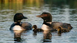 Loon Family Swim
