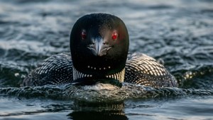 Loon Head-On