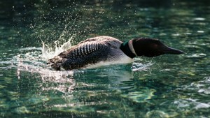 Loon Headfirst Dive