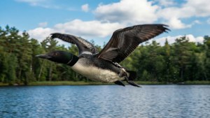 Loon in Flight