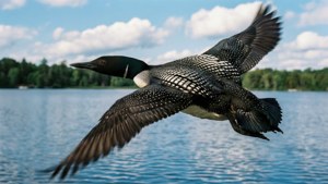 Loon in Flight