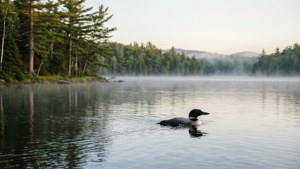 Loon on Misty Lake