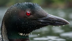 Loon Portrait Close-Up