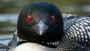 Loon Portrait Close-Up