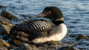 Loon Preening